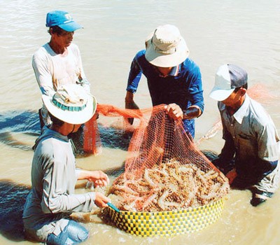 Farmers harvest tiger prawns in the Mekong Delta (Photo: SGGP)